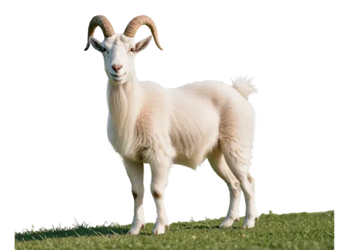 anglo-nubian goat,goatflower,boer goat,domestic goats,bakri,goat pépito,goatsucker,llambi,muldaur,bakra,llambias,mountain goat,gote,ramified,lambswool,ovis gmelini aries,lamb,good shepherd,ruminants,mountain sheep,Conceptual Art,Daily,Daily 12