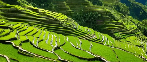 rice terraces,rice terrace,rice fields,rice field,the rice field,terraces,rice paddies,terraced,ha giang,ricefield,sapa,kangkong,vietnam,machu,tea field,harau,machu pi,yamada's rice fields,green landscape,vietnam's,Art,Classical Oil Painting,Classical Oil Painting 36