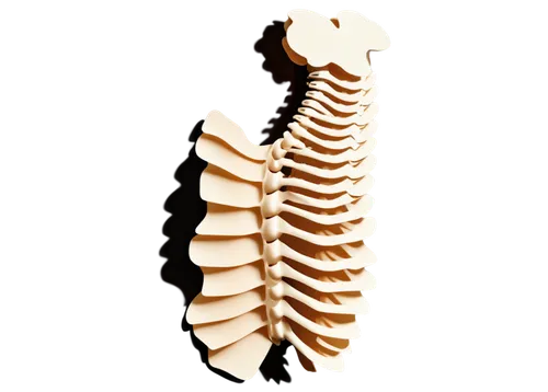 intervertebral,vertebral,fish skeleton,spine,rib cage,mermaid skeleton,ribcage,spinal,wood skeleton,skeleton leaf,breastbone,trapezius,trilobyte,scoliosis,spondylitis,hyoid,skeleton,skeletal,trilobite,cervical spine,Unique,Paper Cuts,Paper Cuts 10