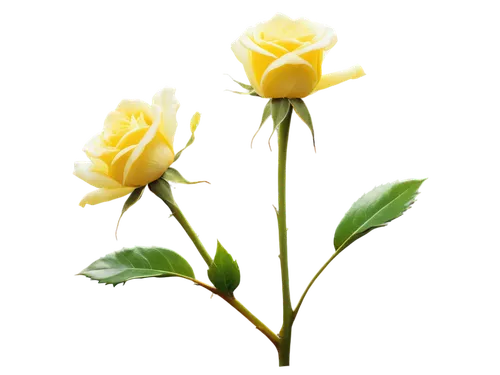 Yellow roses, solo, bright petals, green stem, thorny, delicate texture, soft focus, close-up shot, 1/2 composition, warm natural light, shallow depth of field, pastel color tone.,a yellow rose with t