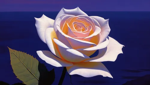 rose png,rose flower illustration,landscape rose,blue moon rose,yellow rose background,bicolor rose,porcelain rose,disney rose,romantic rose,bright rose,hybrid tea rose,blue rose,purple rose,white rose,seerose,lady banks' rose ,lady banks' rose,white mexican rose,bicolored rose,japan rose,Conceptual Art,Sci-Fi,Sci-Fi 16