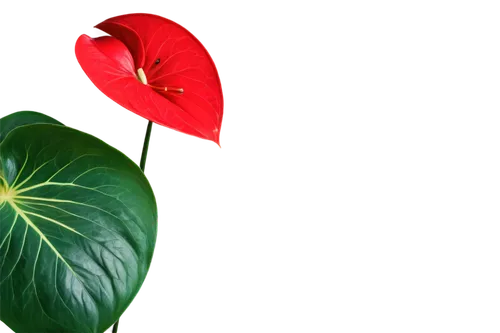 anthurium,poinsettia flower,flowers png,poinsettia,red and green,tropical floral background,hibiscus and leaves,flower wallpaper,flower background,christmas flower,diwali background,red green,poinsettias,tropical leaf,red flower,lotus leaf,spring leaf background,leaf background,floral digital background,flower of christmas,Art,Artistic Painting,Artistic Painting 02