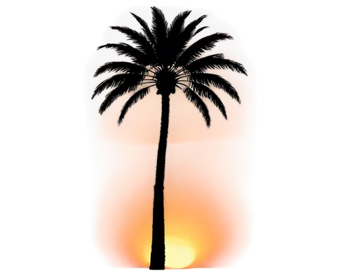 Palm tree, slender trunk, curved leaves, tropical vibe, sunset background, dramatic lighting, low angle, symmetrical composition, PNG silhouette, transparent background, simple outline, bold lines, gr