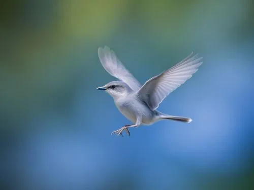 a white bird flying through the air with it's wings wide open,fairy tern,flying tern,bird in flight,whiskered tern,dove of peace,silver tern,gnatcatcher,tropicbird,in flight,flying common tern,bird fl