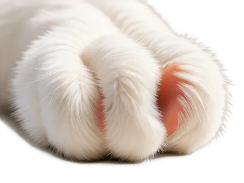 cat's paw,dog cat paw,paw,paws,dog paw,pawprints,pawprint,paw print,paw prints,bear paw,american curl,cats angora,fluffy tail,angora,polydactyl cat,toes,cat tail,turkish angora,tails,cat paw mist,Illustration,Realistic Fantasy,Realistic Fantasy 44