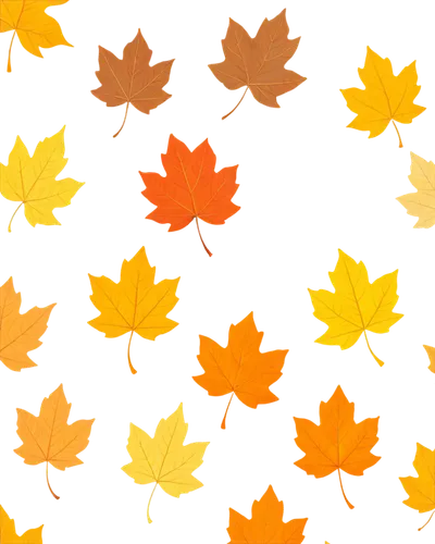 autumn background,autumn leaves,yellow leaves,colored leaves,leaf background,autumn leaf paper,autumnal leaves,fall leaves,autumn frame,spring leaf background,maple foliage,maple leaves,autumn leaf,autumn pattern,fall leaf,chrysanthemum background,fallen leaves,fall foliage,falling on leaves,yellow maple leaf,Unique,Design,Sticker