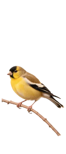 bird png,setit,saltator,gold finch,european goldfinch,male finch,huebler,luginbill,yellow winter finch,grosbeak,whitelocke,emberiza,titmouse,bananaquit,finch bird yellow,motacilla alba,yellow finch,carduelis carduelis,american goldfinch,yellowthroat,Conceptual Art,Daily,Daily 14