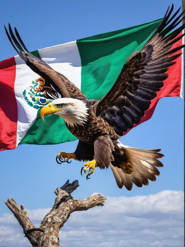 mexico,central america,queretaro,mexican,iztlacihuatl,aztec gull,mexico mxn,guatemalan quetzal,mexico city,mexican peso,bulgaria flag,marvel of peru,guanajuato,tijuana,el salvador,cinco de mayo,aplomado falcon,tucano-toco,bolivia,uyuni,Art,Classical Oil Painting,Classical Oil Painting 36