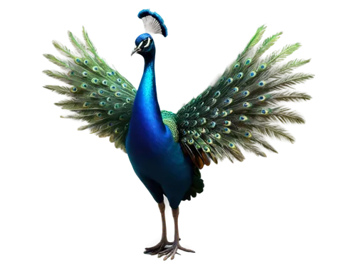 fairy peacock,peacock,male peacock,blue peacock,pavo,indian peafowl,peafowl,peacocks carnation,bird png,pfau,caeruleus,tui,flamininus,turaco,an ornamental bird,blue crane,blue parrot,decoration bird,ornamental bird,peacock feathers,Art,Classical Oil Painting,Classical Oil Painting 40