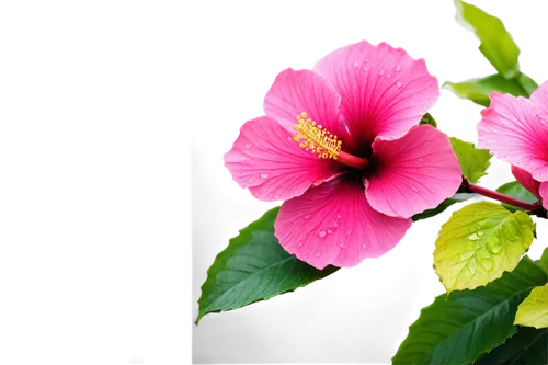 Hibiscus flower, tropical theme, bright pink petals, yellow center, delicate stamens, soft green leaves, water droplets, morning dew, shallow depth of field, warm sunlight, 3/4 composition, vibrant co