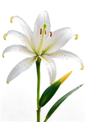 Delicate white lily flower, pure petals, yellow anther, green stem, dew drops, soft natural light, 3/4 composition, shallow depth of field, warm color tone, cinematic lighting, close-up shot, detailed