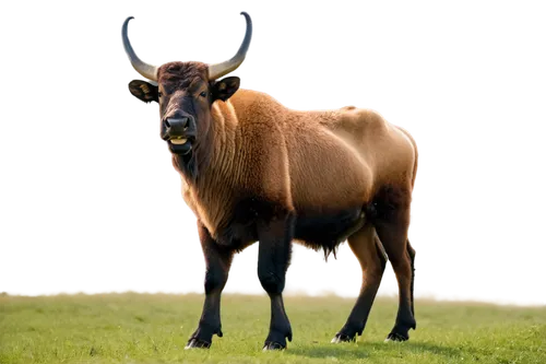 hartebeest,gaur,gnu,zebu,bakra,steinbock,bos taurus,sitatunga,ankole,banteng,cervus elaphus,kulundu,blesbok,tahr,venado,tanox,lechwe,anglo-nubian goat,gnus,przewalski,Photography,Documentary Photography,Documentary Photography 33