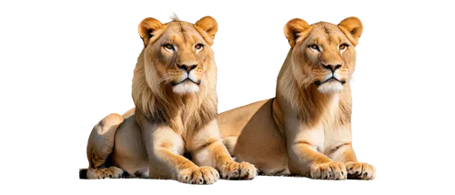 lionesses,panthera leo,male lions,two lion,lions couple,tigon,leos,male lion,african lion,lion children,lions,ligers,leones,leonine,derivable,aslan,goldlion,lion,cheetor,lion white,Illustration,Realistic Fantasy,Realistic Fantasy 11