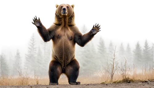 bearlike,nordic bear,ursine,grizzly bear,bearmanor,bear guardian,bearman,bear,brown bear,great bear,bearup,bearse,european brown bear,bearss,gigantopithecus,left hand bear,scandia bear,ursa major,ursus,grizzly,Conceptual Art,Graffiti Art,Graffiti Art 03