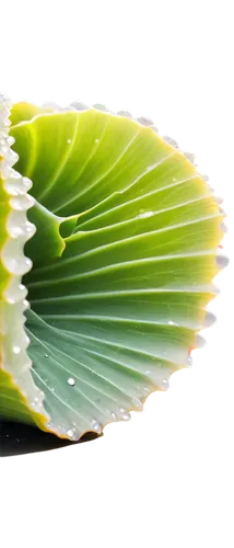 water lily leaf,tropical leaf,palm leaf,endive,ginkgo leaf,tropical leaf pattern,coconut leaf,lotus leaf,fan leaf,agave nectar,agave,aloe vera,leaf structure,cabbage leaves,custody leaf,magnolia leaf,palm leaves,grape leaf,aaa,banana leaf,Conceptual Art,Oil color,Oil Color 09