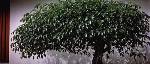 Write a thrilling scene where a ficus tree plays a crucial role in a detective investigation.,the japanese tree,growing mandarin tree,vinegar tree,ficus,rosewood tree,flourishing tree,ikebana,japanese