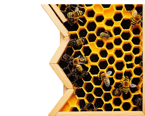 honeycomb structure,building honeycomb,honeycomb grid,bee hive,apiculture,hive,bee colonies,hexagonal,bee colony,the hive,jwst,hexagons,beeswax,beekeeper,beekeeping,bee farm,swarm of bees,bienen,beehives,apiary,Illustration,Paper based,Paper Based 28