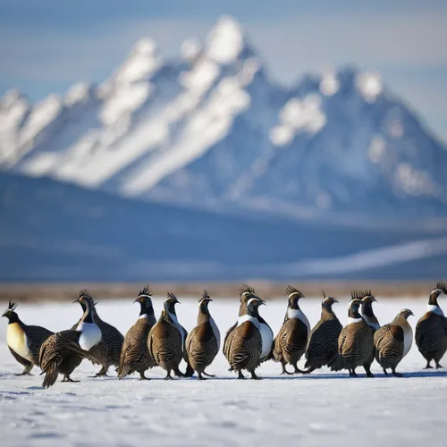 canada geese,canada goose,goose family,wild geese,arctic birds,canadian goose,goose game,geese,greylag geese,goslings,animal migration,penguin parade,flock,migratory birds,cuba whistling goose,wild ducks,waterfowl,wild goose,flock home,snow goose,Conceptual Art,Fantasy,Fantasy 11