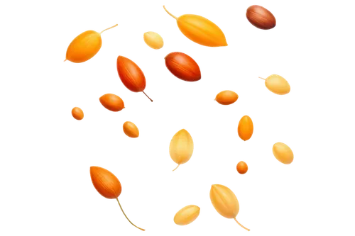 hippophae,sea buckthorn,pigeon pea,kernels,apricot kernel,kidney beans,kumquats,argan tree,indian jujube,maple seeds,soybean oil,dried apricots,pine nuts,soybean,candy corn pattern,apricots,kumquat,persimmons,acorns,argan,Art,Artistic Painting,Artistic Painting 47