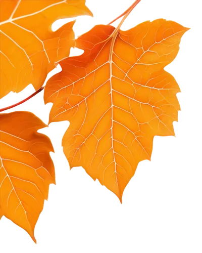 beech leaf,leaf background,beech leaves,european beech,maple foliage,maple leave,leaf maple,thunberg's fan maple,autumnal leaves,autumn leaf paper,tree leaves,oak leaves,chestnut leaf,the leaves of chestnut,autumn leaf,fall leaf border,norway maple,leaf border,autumn background,spring leaf background,Illustration,Black and White,Black and White 29