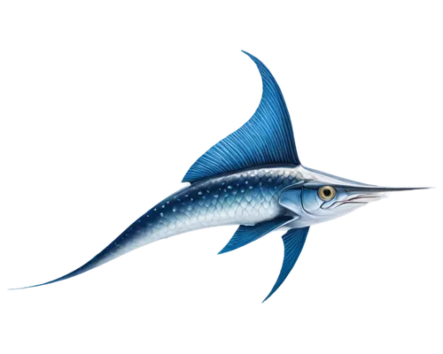 atlantic blue marlin,fish tern,atlantic spanish mackerel,sailfish,thunnus,marlin,forage fish,tobaccofish,oncorhynchus,blue stripe fish,lissotriton,dolphin fish,rooster fish,albacore fish,steckerlfisch,ray-finned fish,limnephilidae,blue fish,cabezon (fish),marine reptile,Art,Artistic Painting,Artistic Painting 02