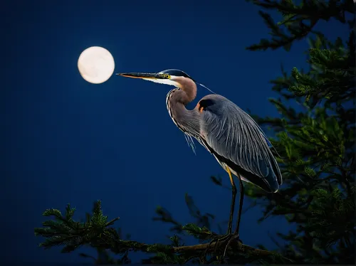 Moonlight Heron Photograph,great blue heron,great heron,pacific heron,grey heron,nocturnal bird,heron,spoon heron,gray heron,night heron,moonlit night,night bird,full moon,herons,moon photography,whit