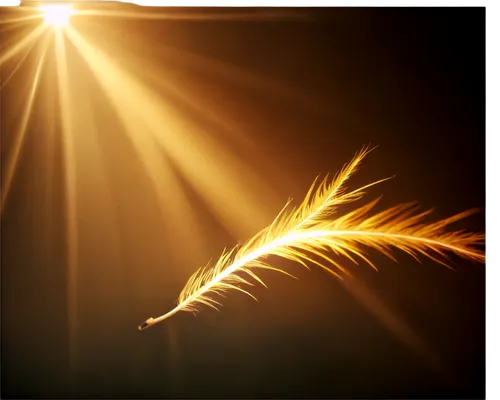 sunburst background,feather,chicken feather,white feather,hawk feather,backlit chipmunk,swan feather,feather bristle grass,light bearer,angel wing,bird feather,pentecost,feather on water,sunray,sunstar,sunburst,holy spirit,angel wings,sun ray,beam of light,Conceptual Art,Fantasy,Fantasy 29