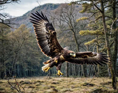 a big golden eagle flying  hunting sparrows,white tailed eagle,white-tailed eagle,golden eagle,of prey eagle,mongolian eagle,falconry,eagle,bird of prey,harris hawk in flight,sea eagle,bald eagle,afri