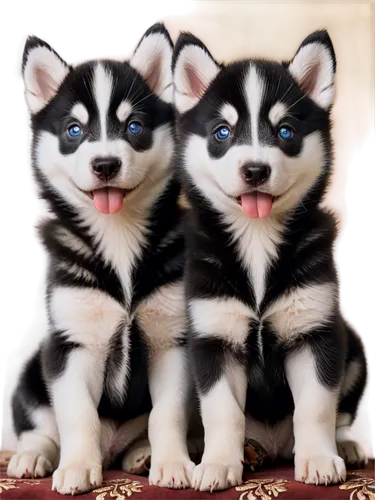 huskies,akitas,malamutes,puppies,huskie,siberian husky,beagles,huskic,pups,cute animals,husky,two dogs,huskey,corgis,cute puppy,mignons,dog siblings,piccoli,canines,collies,Conceptual Art,Fantasy,Fantasy 22