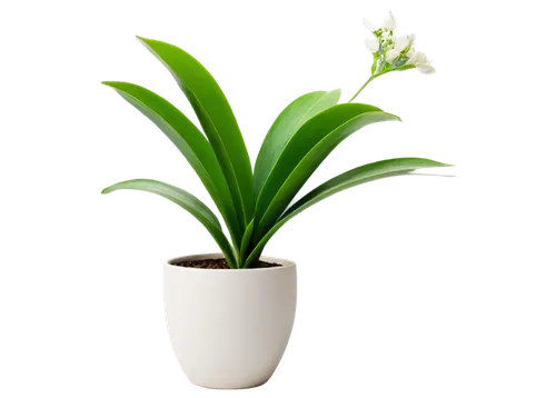 Tropical plant, vibrant green leaves, delicate white flowers, slender stems, ceramic pot, warm lighting, 3/4 composition, soft focus, PNG transparent background.

Let me know if you need any adjustmen