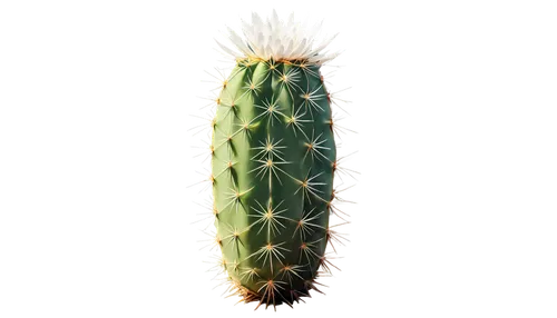 cactus digital background,cactus,organ pipe cactus,cereus,echinopsis,prickly,prickliest,nopal,sclerocactus,cacti,ferocactus,prickle,prickling,prickly pear,prickles,cylindropuntia,cactus flower,silversword,peyote,cactaceae,Conceptual Art,Fantasy,Fantasy 17