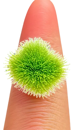 kiwifruit,coronavirus test,sea urchin,sea-urchin,kiwi fruit,green kiwi,kiwi,wheatgrass,corona virus,management of hair loss,coronavirus,urchin,coda alla vaccinara,spiny sea shell,thumbprint,follicle,cone,pumi,polyp,coronaviruses,Photography,Documentary Photography,Documentary Photography 30