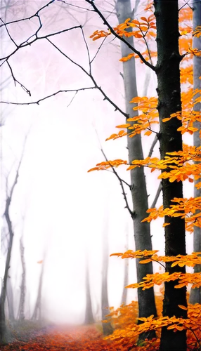 autumn forest,halloween bare trees,autumn background,foggy forest,haunted forest,autumn frame,autumn fog,beech trees,deciduous forest,copse,halloween background,autumn trees,beech forest,leafless,ghost forest,mixed forest,thicket,autumn scenery,forest,the forest,Illustration,Realistic Fantasy,Realistic Fantasy 23