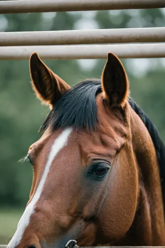 quarterhorse,portrait animal horse,equine,horse snout,mustang horse,horse breeding,belgian horse,australian pony,warm-blooded mare,przewalski's horse,suckling foal,gelding,equines,horse grooming,a hor