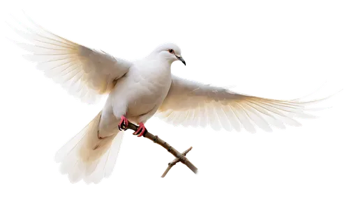 dove of peace,peace dove,doves of peace,white dove,holy spirit,black-winged kite,dove,beautiful dove,black-shouldered kite,white bird,white pigeon,collared dove,turtledove,doves,fairy tern,bird png,white pigeons,seraph,cygnes,carrier pigeon,Illustration,Realistic Fantasy,Realistic Fantasy 32