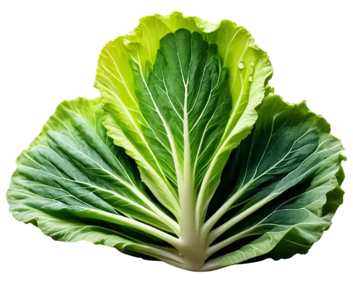 Chinese cabbage, Asian green, leafy vegetables, rounded shape, vibrant green color, slightly wilted leaves, dew drops, soft natural light, shallow depth of field, 3/4 composition, warm color tone, cin