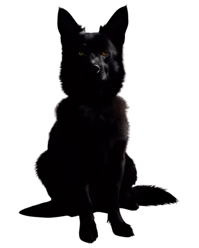 schipperke,pet black,cat vector,black cat,black shepherd,halloween black cat,hollyleaf cherry,capricorn kitz,jiji the cat,black german shepherd,belgian shepherd,german spitz klein,cat image,scottish terrier,breed cat,felidae,png transparent,canis panther,belgian shepherd dog,kurilian bobtail,Conceptual Art,Oil color,Oil Color 01