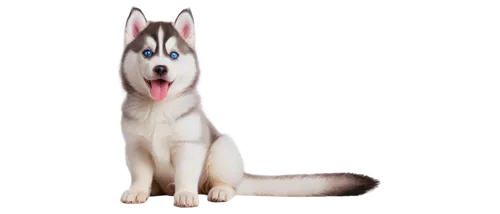 siberian husky,husky,malamute,malamutes,huskic,huskey,elkhound,kishu,aleu,colotti,husked,husker,dogana,atka,huskie,transparent background,ein,okami,white dog,akita,Conceptual Art,Graffiti Art,Graffiti Art 06