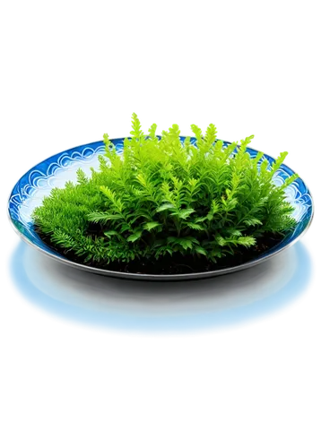 microalgae,wheatgrass,lamp cleaning grass,azolla,chlorella,chloropaschia,water spinach,sphagnum,spirulina,marimo,microgreens,wheat grass,moss saxifrage,chlorophyll,myriophyllum,duckweed,microflora,chloroplast,broccoli sprouts,zostera,Photography,Artistic Photography,Artistic Photography 02