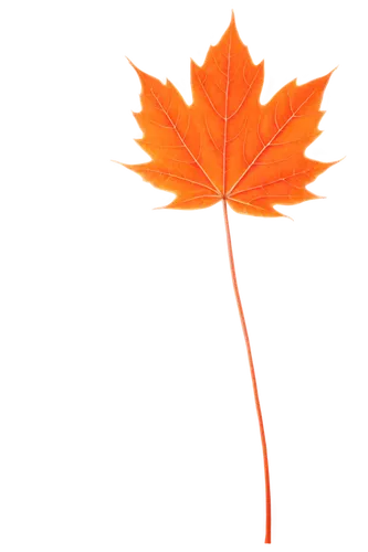 maple leaf,red maple leaf,yellow maple leaf,maple leaf red,maple leave,leaf background,maple foliage,maple leaves,fall leaf,trumpet leaf,leaf maple,leaf rectangle,maple bush,canadian flag,autumn leaf,oak leaf,leaf drawing,autumn leaf paper,fall leaf border,thunberg's fan maple,Illustration,Black and White,Black and White 17