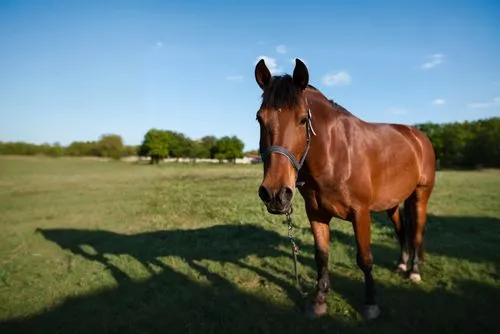 quarterhorse,standardbred,warm-blooded mare,gelding,horse breeding,equine,belgian horse,thoroughbred arabian,brown horse,racehorse,riderless,a horse,hay horse,portrait animal horse,mustang horse,endur