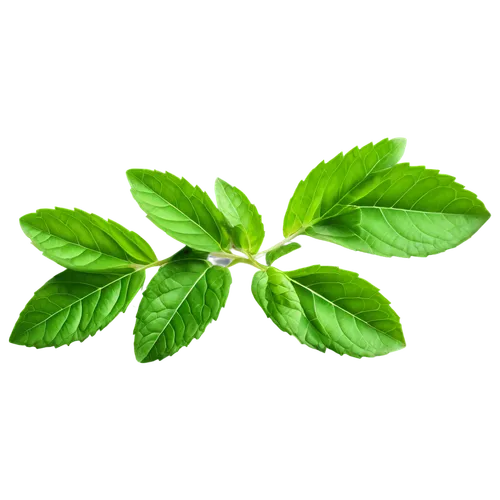 spring leaf background,green wallpaper,stevia,mint leaf,leaf background,patrol,Photography,General,Realistic