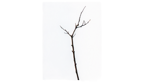 cherry twig,bare branch,small tree,tree branch,birch tree background,dry twig,branch,twig,cherry branch,isolated tree,lilac branch,cherry branches,dry branch,arbre,walkingstick,currant branch,pine tree branch,dead branches,larix,bare tree,Illustration,Black and White,Black and White 28