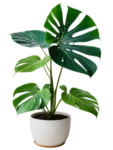 Monstera deliciosa, exotic plant, indoor pot, variegated leaves, holes on leaves, dark green color, waxy texture, stems climbing upwards, white flower, aerial roots, morning sunlight, 3/4 composition,