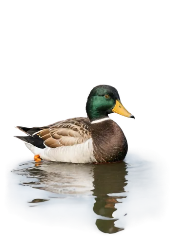 Mallard duck, adult, male, green head, yellow bill, brown chest, white collar, orange legs, webbed feet, swimming, water ripples, shallow depth of field, natural lighting, soft focus, warm color tone,