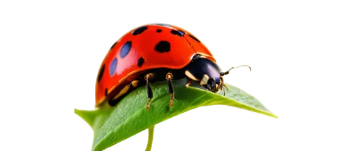 ladybug,coccinellidae,asian lady beetle,two-point-ladybug,hatching ladybug,viceroy (butterfly),ladybird,lady bug,butterfly on a flower,ladybird beetle,red butterfly,butterfly moth,butterfly isolated,ladybugs,lepidoptera,poison dart frog,six spot burnet moth,butterfly background,heliconius hecale,orange butterfly,Illustration,Retro,Retro 18