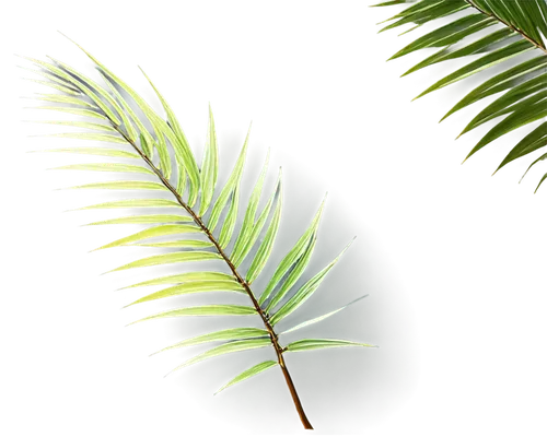 palm tree vector,palm leaf,palm leaves,fan palm,palm fronds,coconut palm,coconut leaf,palm sunday,wine palm,norfolk island pine,coconut palm tree,palmtree,palm pasture,white palm,tropical leaf,palm,easter palm,cycad,pony tail palm,fishtail palm,Art,Classical Oil Painting,Classical Oil Painting 34