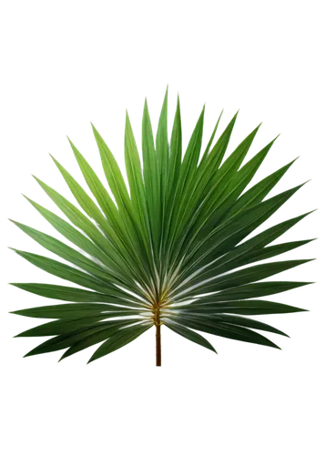 pine needle,palm tree vector,feather bristle grass,palm leaf,echinochloa,cyperus,cordgrass,elymus,palm fronds,fan palm,ornamental grass,palm leaves,grass fronds,needlegrass,darwinia,palm blossom,pine needles,pine flower,cycas,palmtree,Conceptual Art,Oil color,Oil Color 12