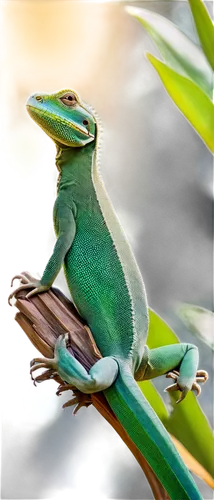 basiliscus,green crested lizard,anole,emerald lizard,green lizard,agamid,hemidactylus,day gecko,ring-tailed iguana,anoles,phelsuma,green-tailed emerald,green iguana,treefrog,eastern water dragon,frog background,eastern water dragon lizard,malagasy taggecko,chameleon abstract,beautiful chameleon,Illustration,Abstract Fantasy,Abstract Fantasy 21