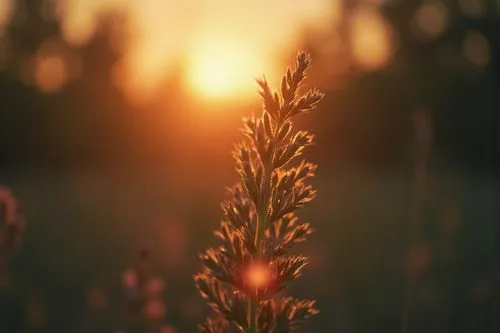 flower in sunset,background bokeh,helios 44m7,helios 44m,needlegrass,goldenlight,blooming grass,helios 44m-4,golden light,grass blossom,meadow plant,bokeh,reed grass,wheat grasses,long grass,sunburst background,square bokeh,bokeh effect,evening sun,grasses,Photography,General,Realistic